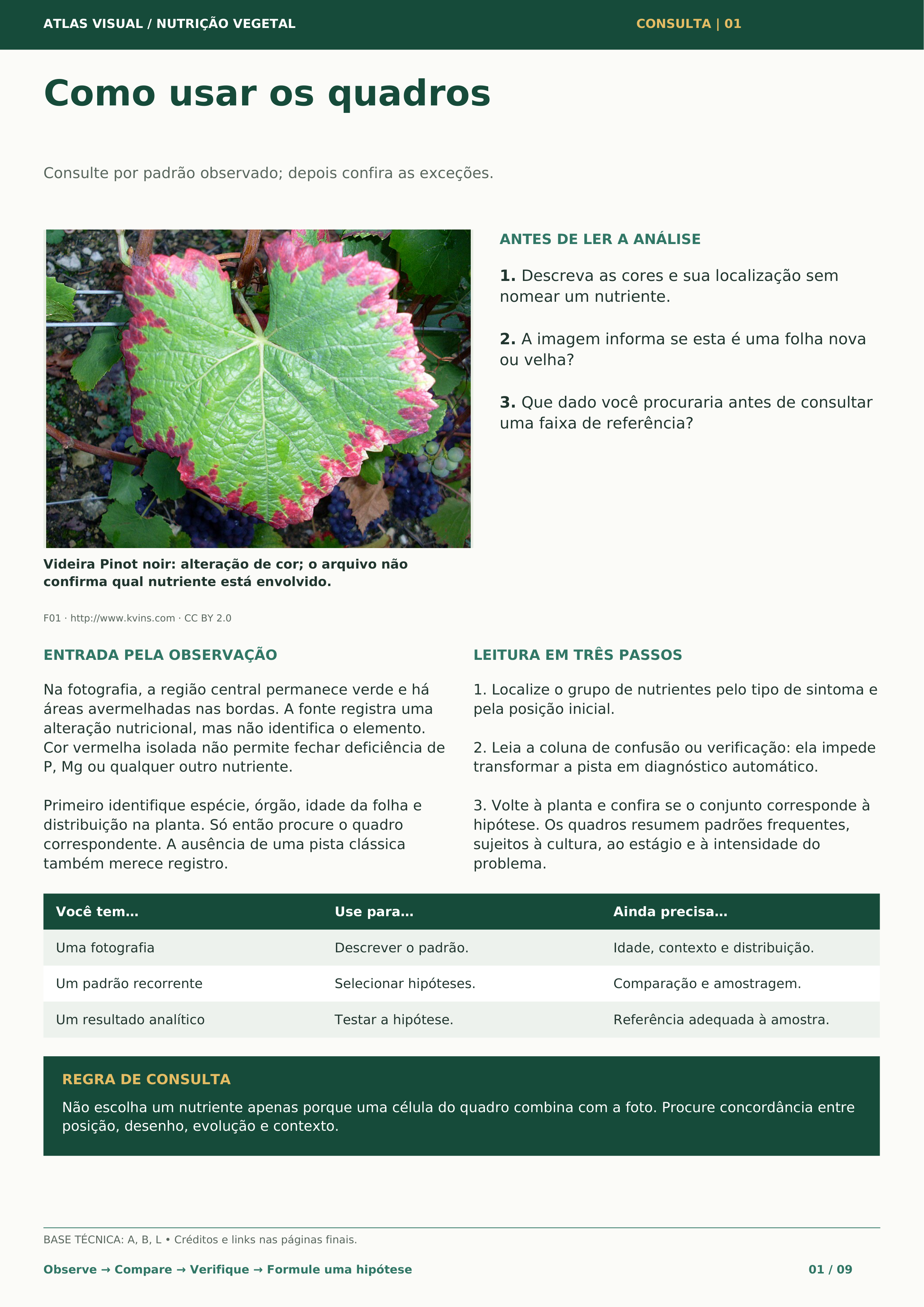 Carrossel 6