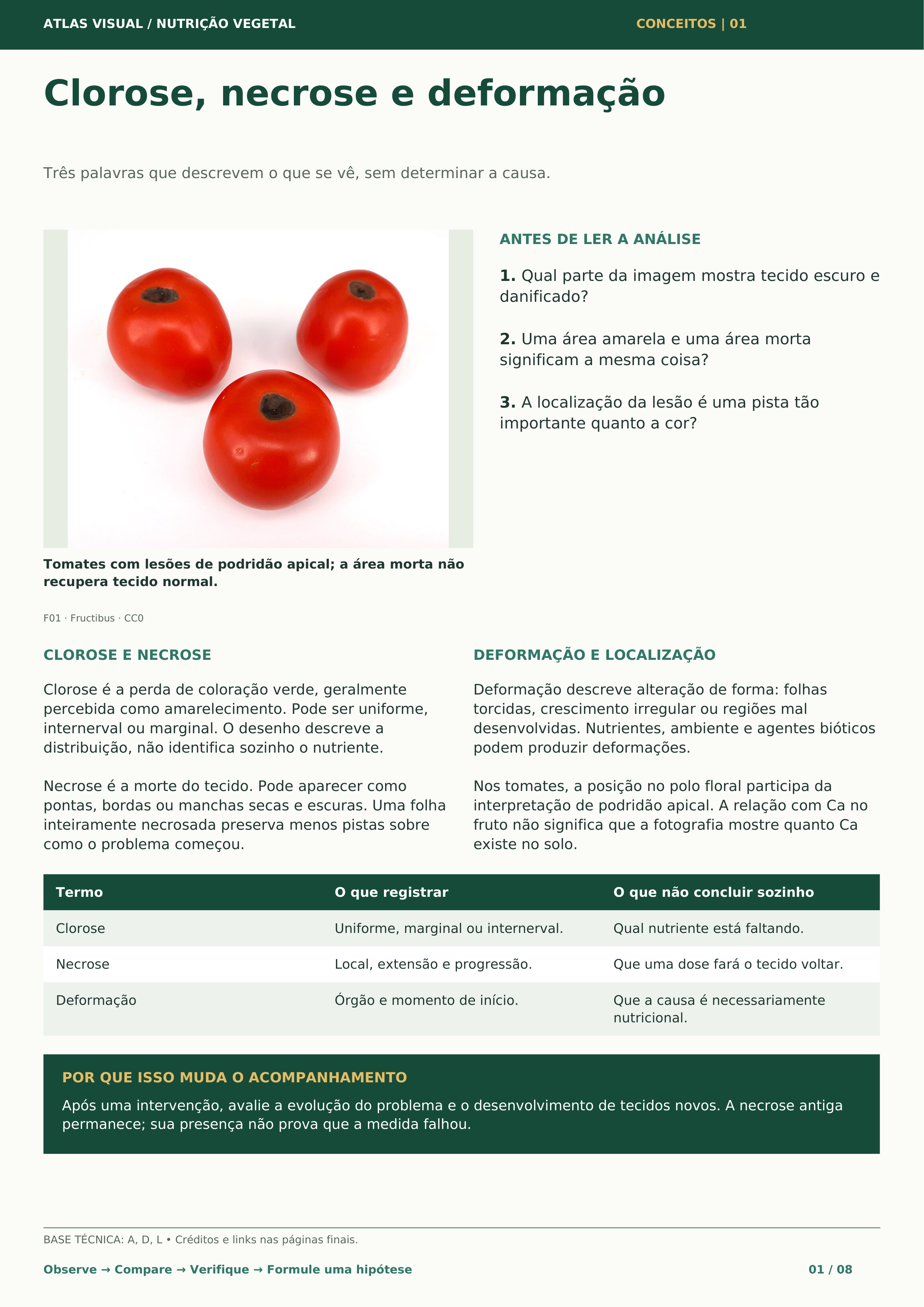Carrossel 7